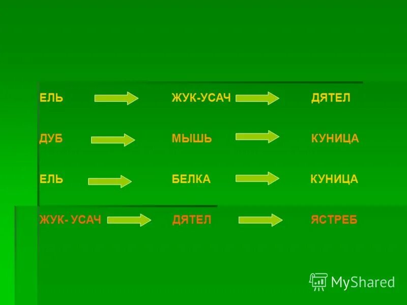пищевая цепочка с елью. ель белка куница. цепь питания с белкой. ель белка куница. цепь питания мышь.
