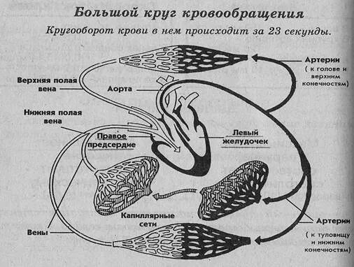 Конец большого круга. Схему кругов кровообращения БКК. Большой круг кровообращения (БКК). Малый круг кровообращения схема последовательность. Большой и малый круг кровообращения схема.