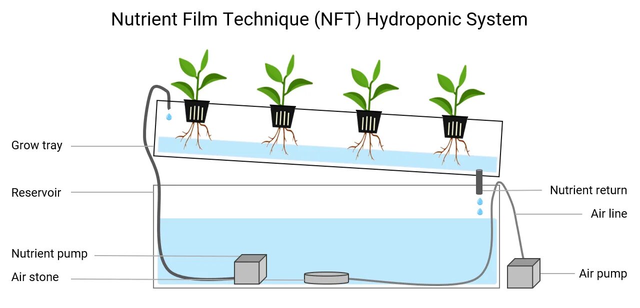 NFT гидропоника. Аквапоника в древности. Растения для аквапоники названия. Идеи для NFT. Nft как работает