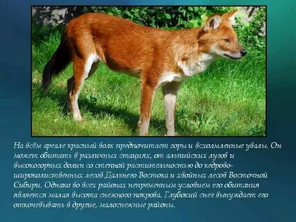 Красный волк из красной книги доклад 2