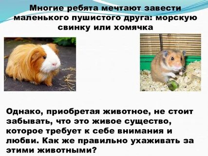Морские свинки хомяки черепахи