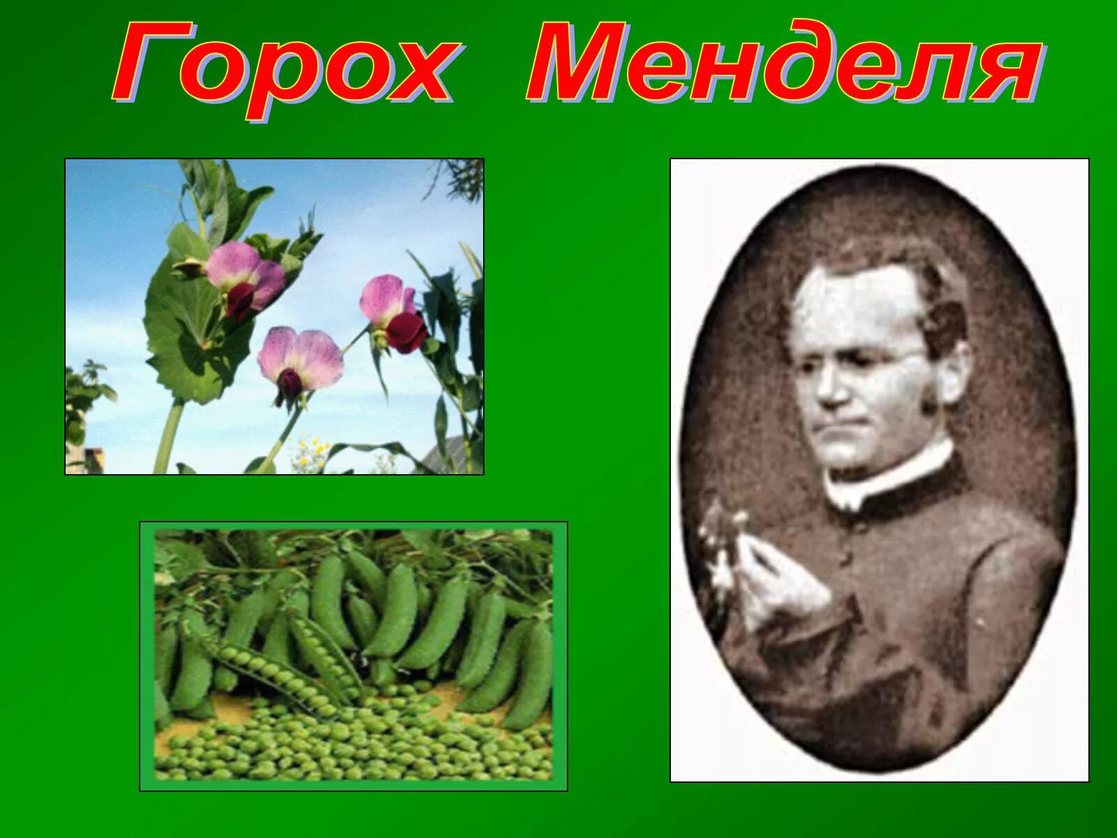 Грегор Мендель опыт с горохом. Гибриды растений горох Мендель. Грегор Мендель фото с горохом.