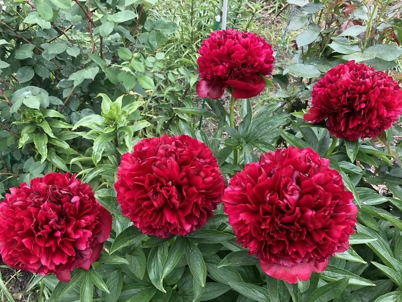 пион red grace (ред грейс). пион красный ред чарм. пион ред грейс. пион травянистый ред чарм. Red spider пион.