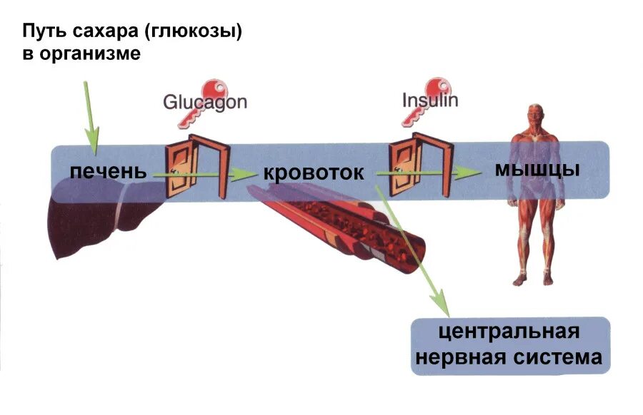 Роль глюкозы в живых организмах. Путь сахара в организме человека. Глюкоза в организме. Роль Глюкозы в организме человека. Путь Глюкозы в организме человека.