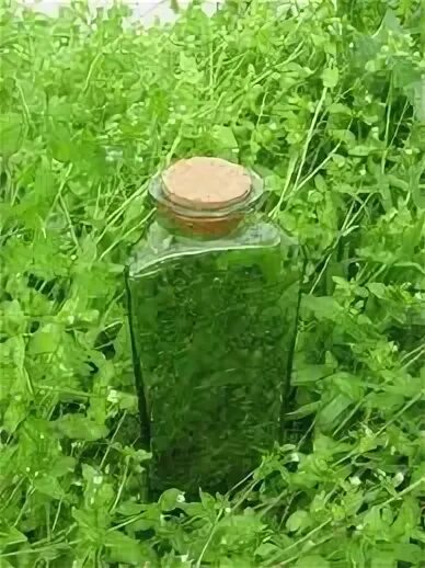 Мокрица настой