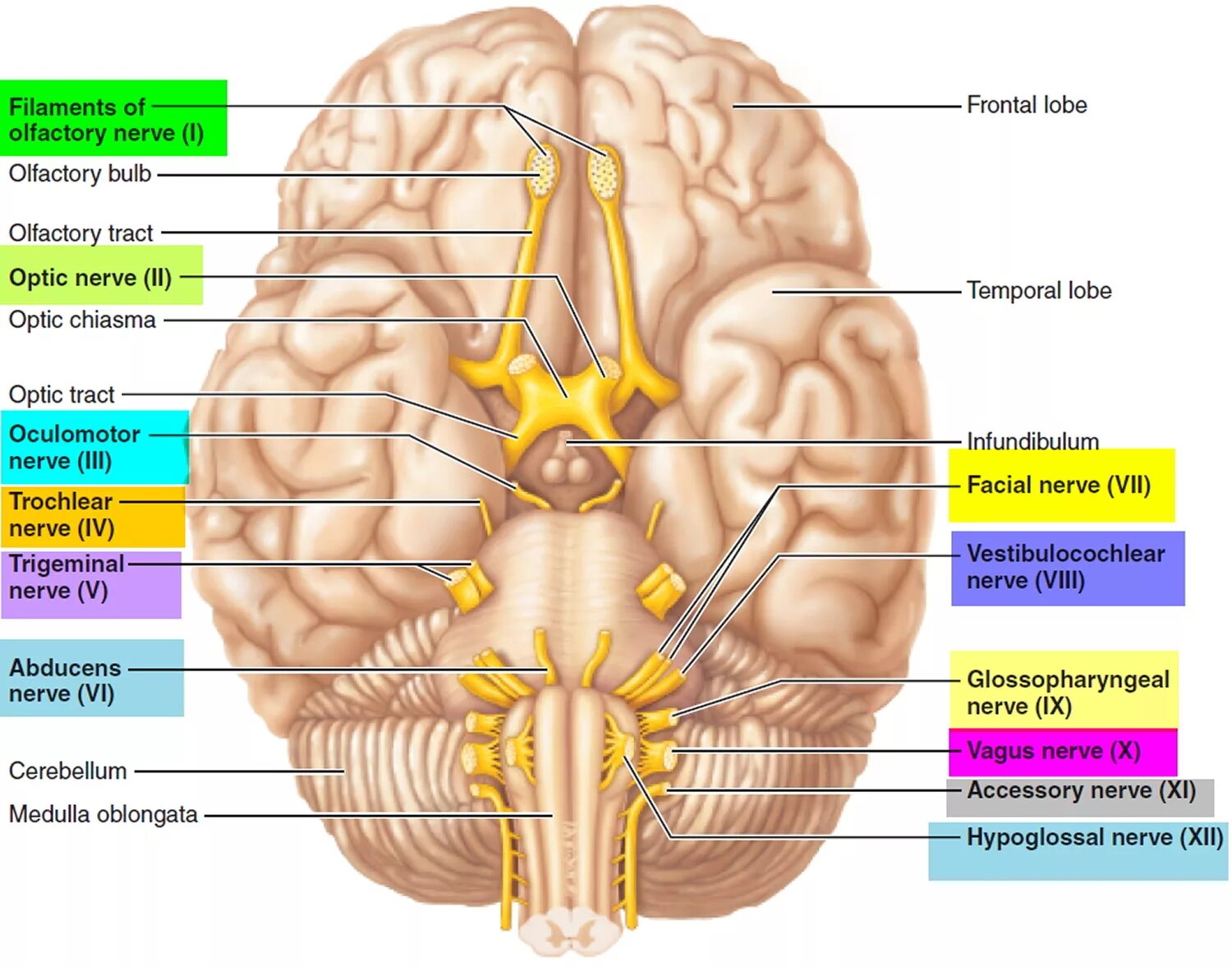 Корешки черепных нервов. 12 Cranial nerves. 12 ЧМН анатомия. Анатомия мозга .выход 12 пар нервов. Черепные нервы на препарате анатомия.