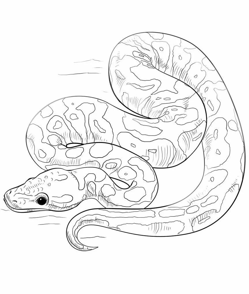 Змея для рисования. Змеи карандашом. Питон раскраска. Удав змея. Питон рисунок.