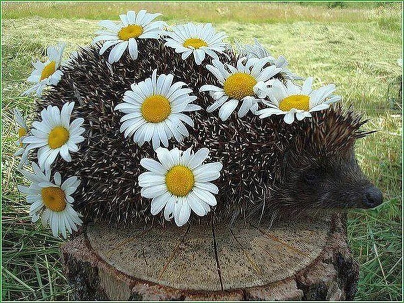 Животное с ромашками. Цветы и животные. Собачка с ромашками. Собака в ромашках. Божья коровка на ромашке.