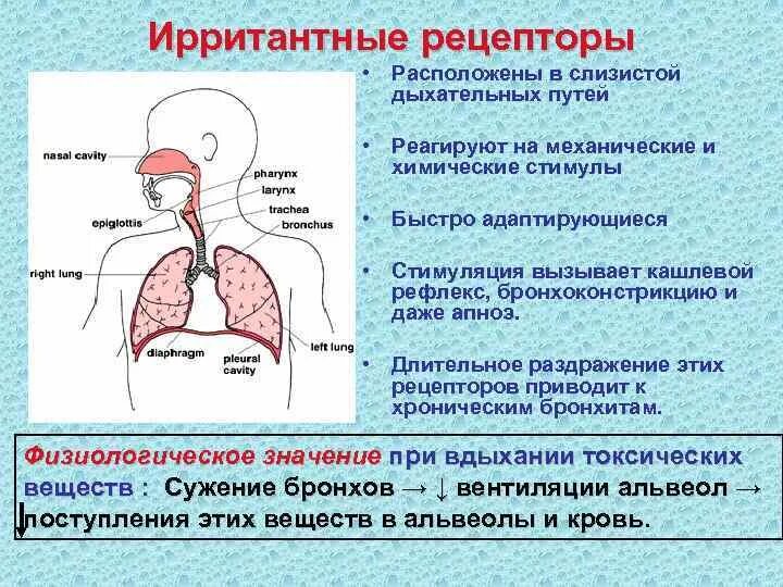 Ирритантные рецепторы и их влияние на дыхательный центр. Ирритантные рецепторы в регуляции дыхания. Эрритаетнве рецепторы. Рецепторы дыхания физиология.