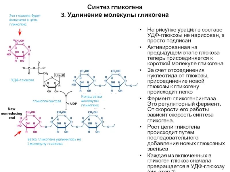 Синтез гликогена происходит. Схема синтеза гликогена с ферментами. Синтез и распад гликогена биохимия. Химизм основных этапов синтеза гликогена. Синтез гликогена в печени.