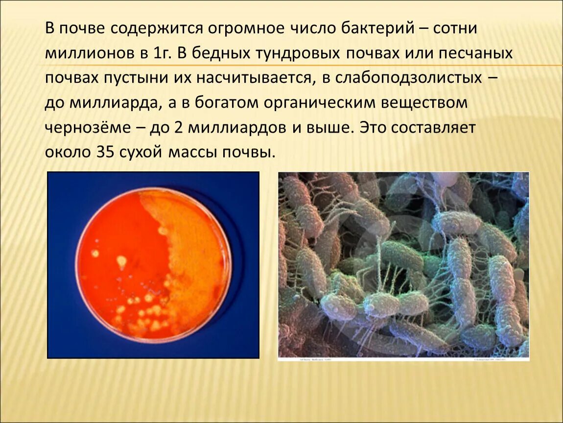 Содержится огромное количество. Бактерии в природе. Бактерий в природе презентация. Роль бактерий в жизни человека. Роль бактерий в природе.