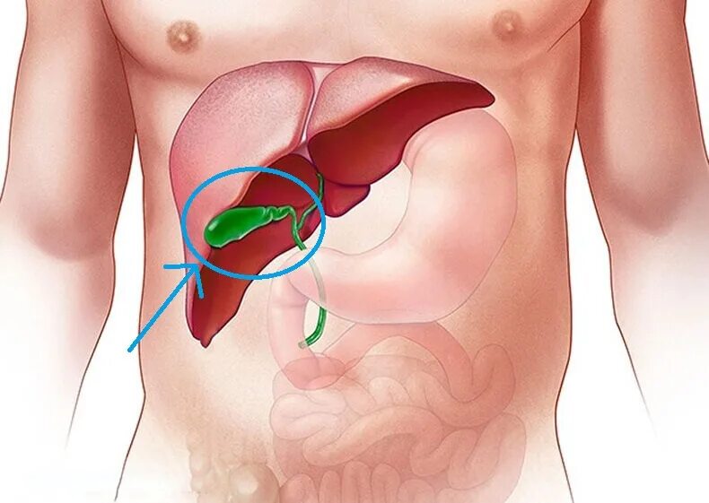 Диффузная печень и желчный пузырь. Желчный пузырь анатомия человека. Расположение печени и желчного пузыря. Анатомия расположения желчного пузыря. Желчный пузырь на теле человека картинка.