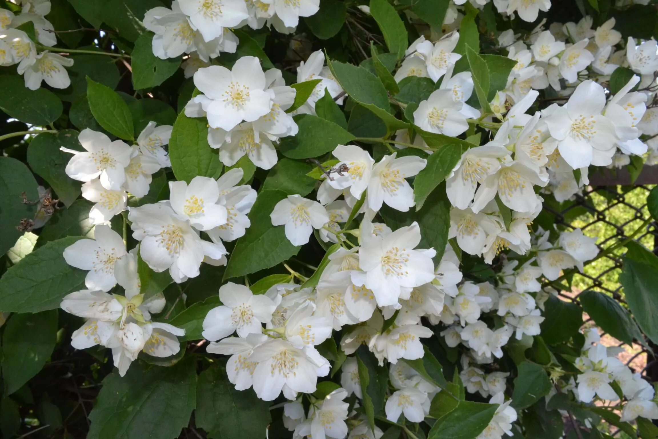 Чубушник медонос. Цветочки жасмина полезные свойства. Чубушник тонколистный. Чубушник польза. Чубушник польза.