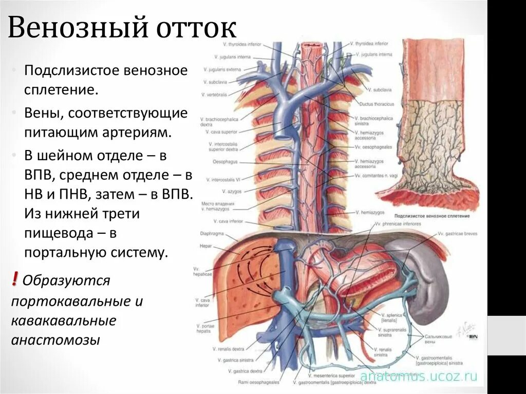Кровоснабжение и венозный отток пищевода. Портальная Вена анатомия. Венозный отток пищевода анатомия. Диафрагма, строение, иннервация, кровоснабжения.