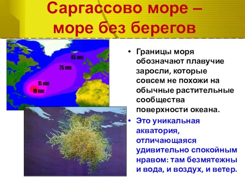 Саргассово какой океан. Атлантический океан Саргассово море. Саргассово море море без берегов. Саргассово море границы. Саргассово море интересные факты.