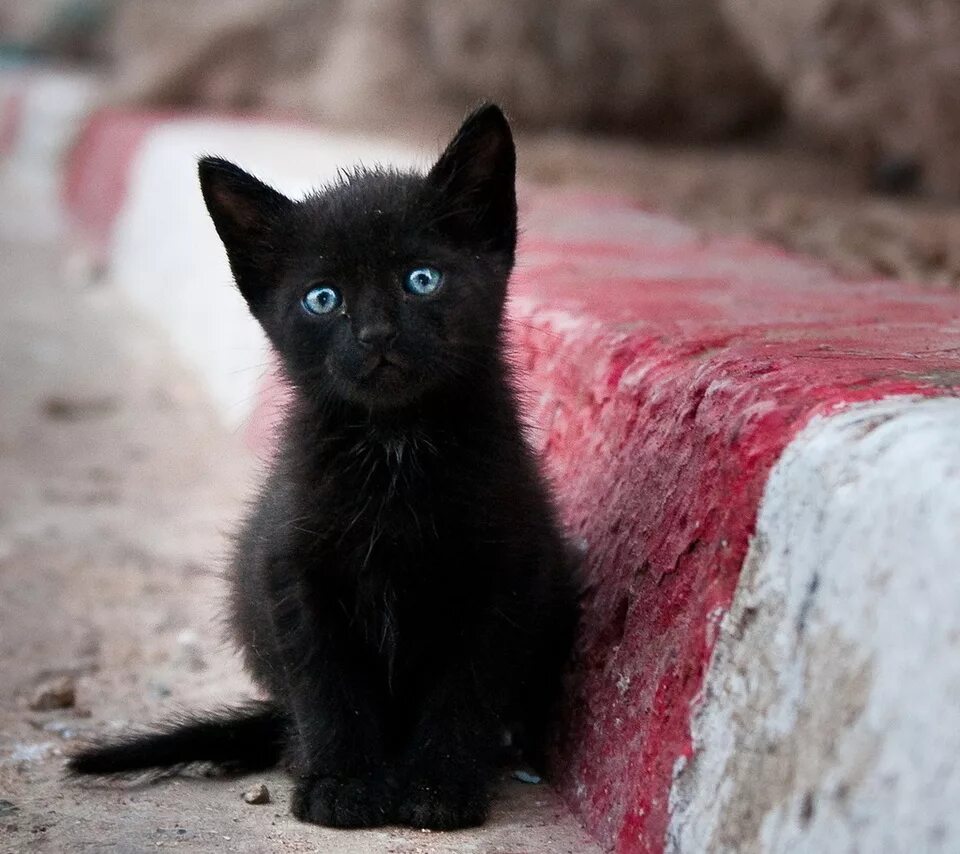 Черная рожден. Черная кошка. Черные коты. Чёрные котятки. Бездомный кот.