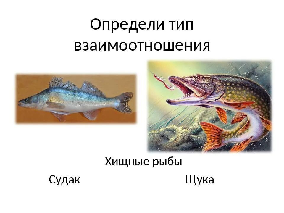 Щука и судак тип взаимоотношений