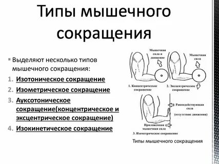 Режим мышц