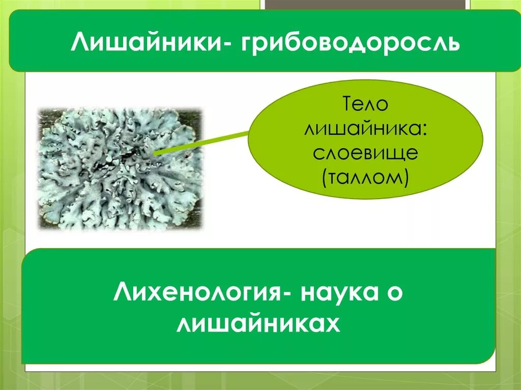 Лишайники биология. Тело лишайника. Лишайники презентация. Тело лишайника слоевище.