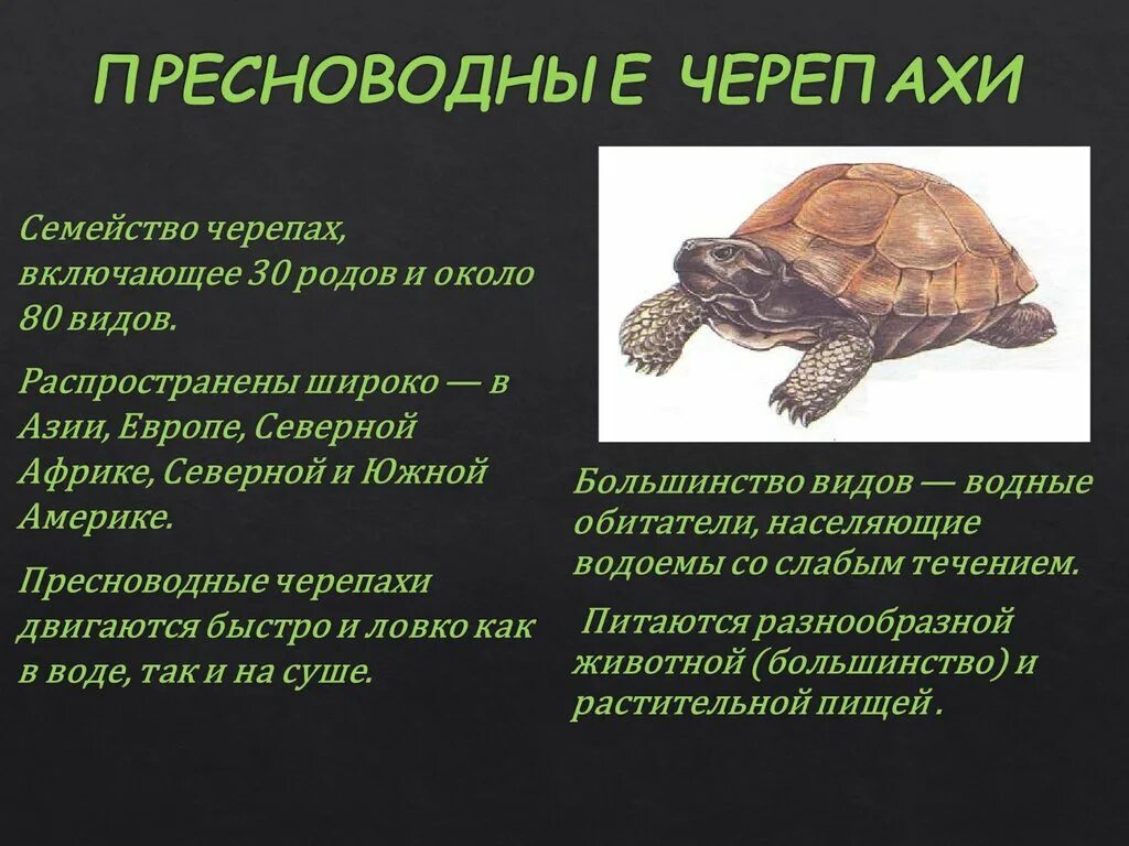 Черепахи особенности строения и представители. Сведения о черепахе. Класс пресмыкающиеся черепахи. Отряд черепахи презентация. Пресмыкающиеся черепахи презентация.