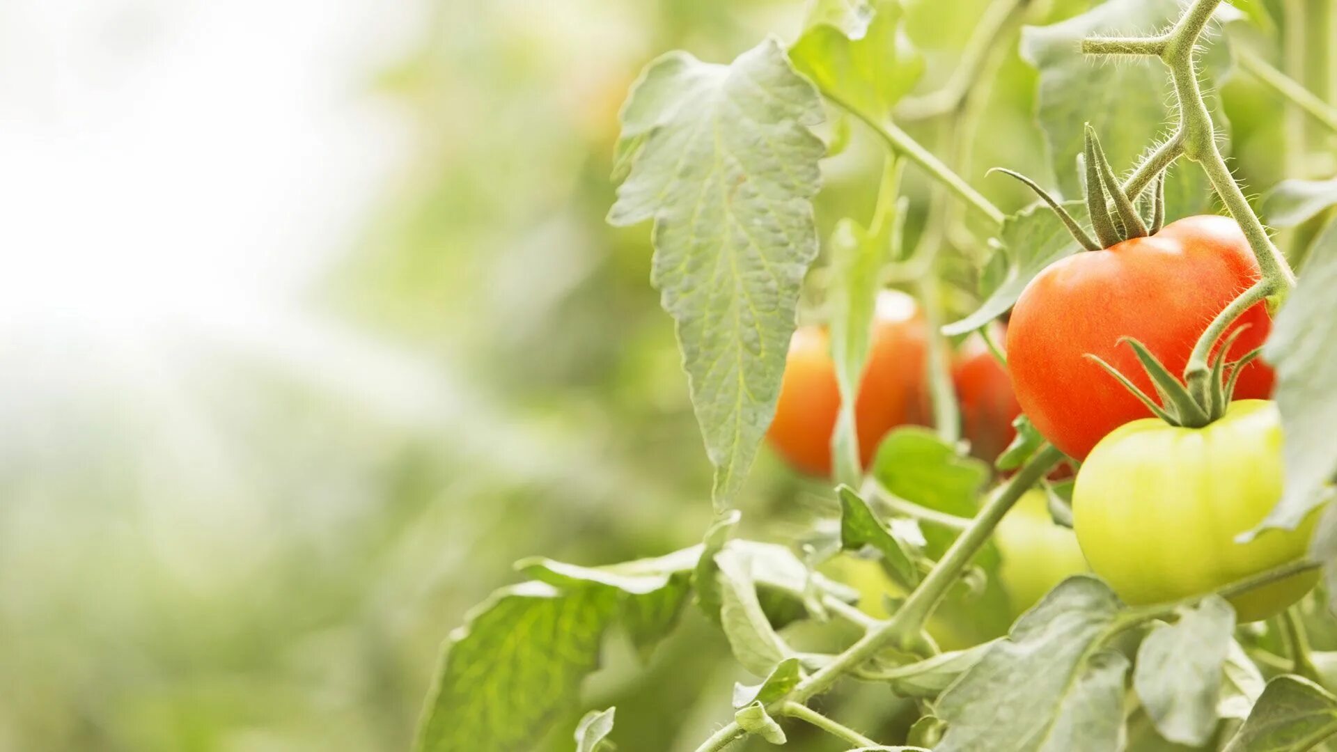 Листва помидор. Помидоры в огороде. Помидоры в ряд. Томат, садовые травы. Tomato leaves