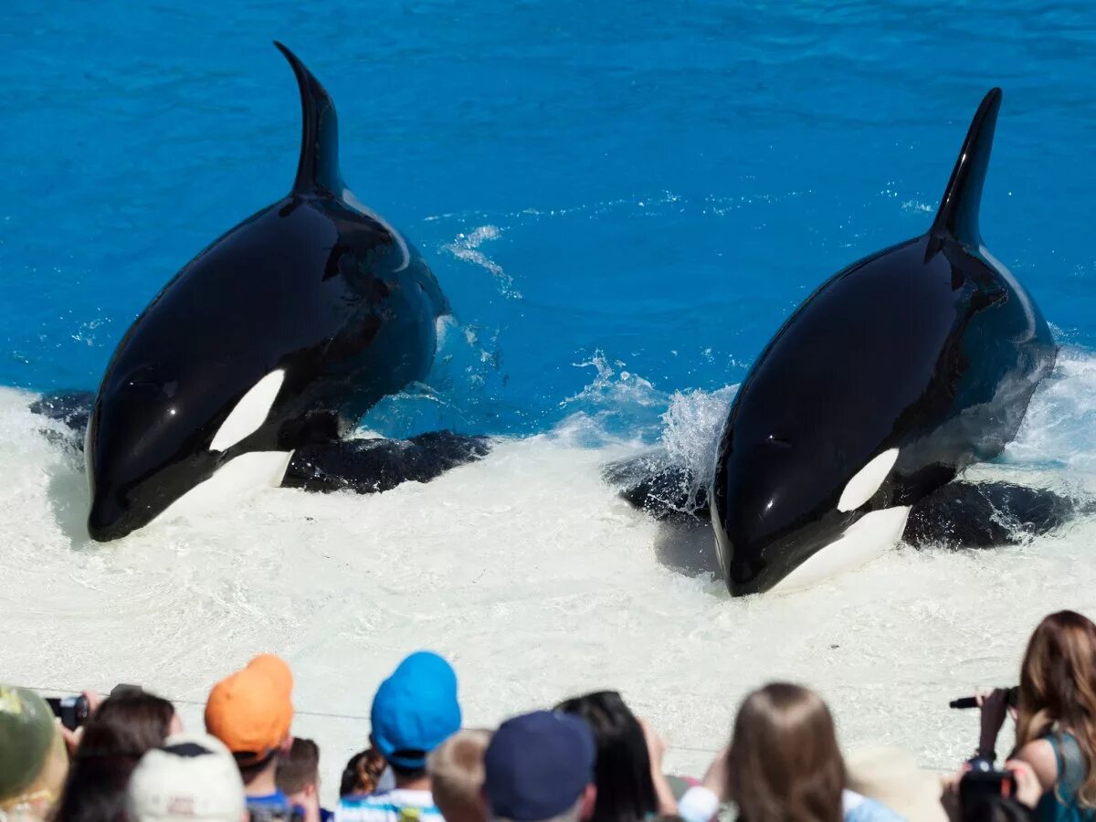 SEAWORLD касатки. Касатка и Дельфин. Orca Касатка Касатка. Как называется касатка