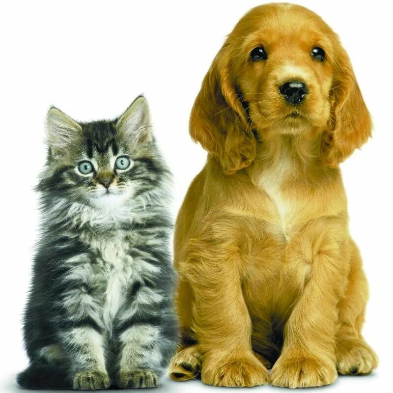 Породы животных кошек и собак. Кошки и собаки. Разные породы кошек и собак. Породистые кошки и собаки. Картинки кошек и собак.