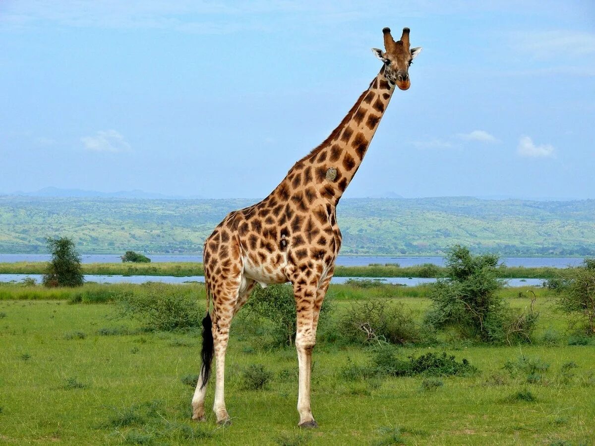 Какое животное выше. Масайский Жираф. Ангольский Жираф. Жираф майншилд. Южноафриканский Жираф.