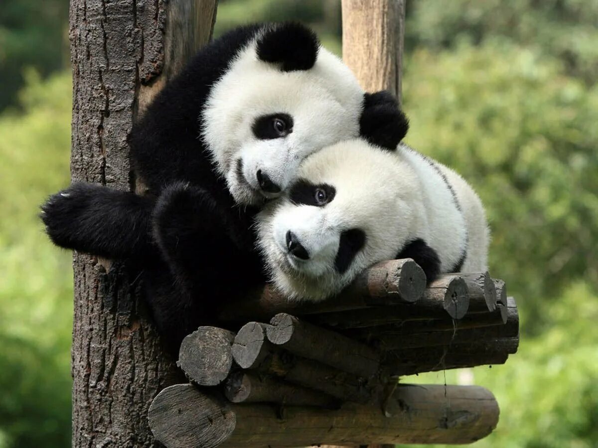 Красивые животные. Всемирный день защиты животных. Панды. Милые животные. Ну всякие разные