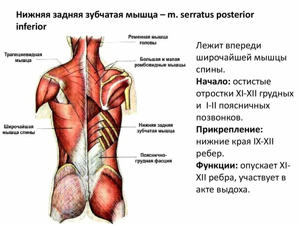 Мышцы спины строение и функции анатомия. Топография трапециевидной мышцы. Широчайшая мышца спины прикрепление.