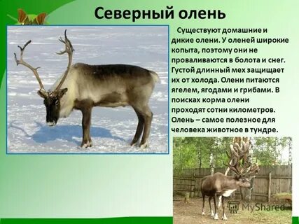 Где обитают олени природная зона