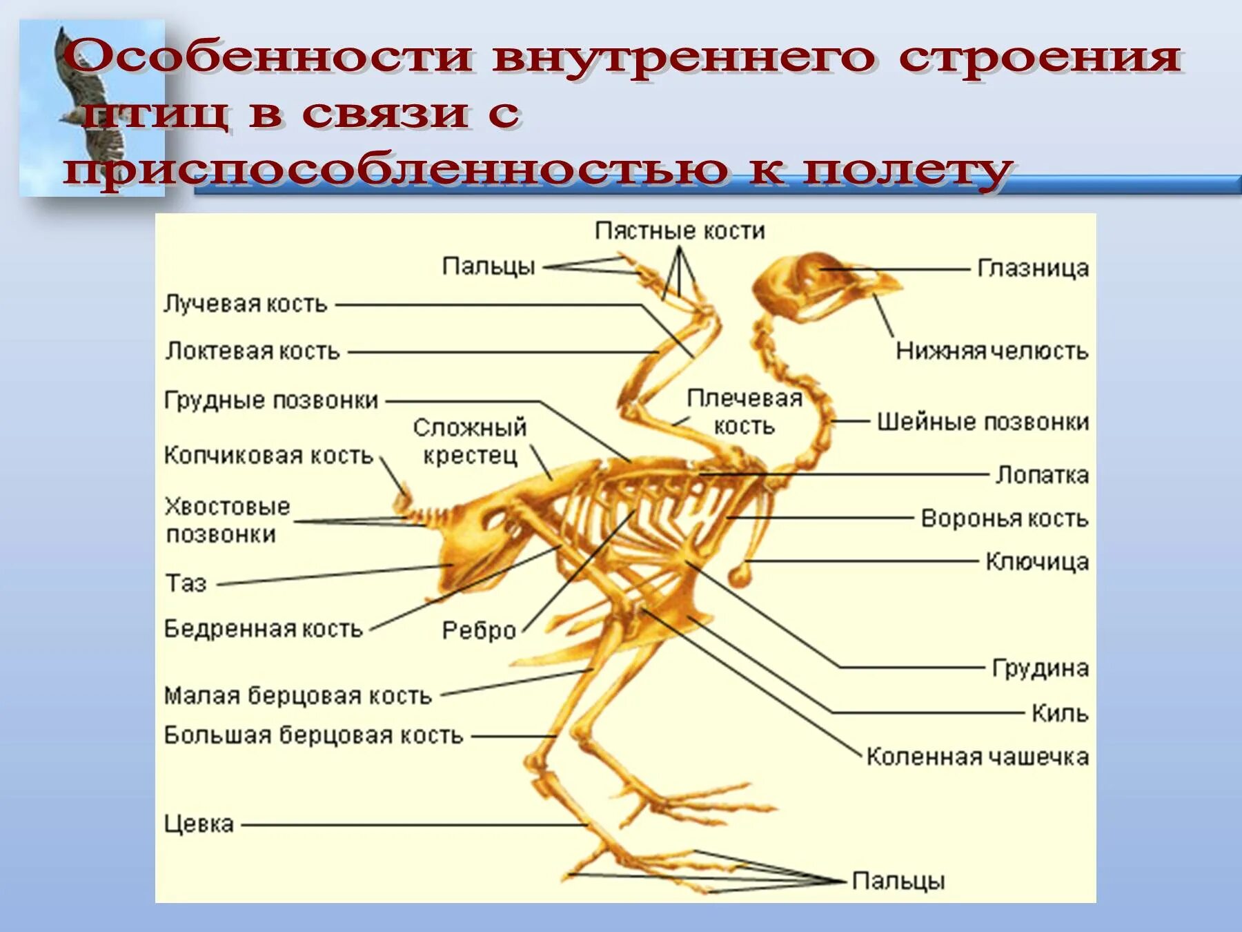 Строение скелета птицы кратко