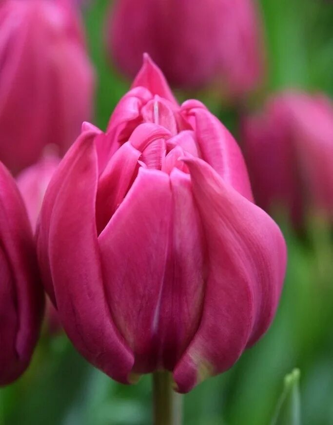 Тюльпан double. Тюльпан дабл принцесс. тюльпан дабл принц. тюльпан tulipa holland princess. тюльпан дабл katinka.