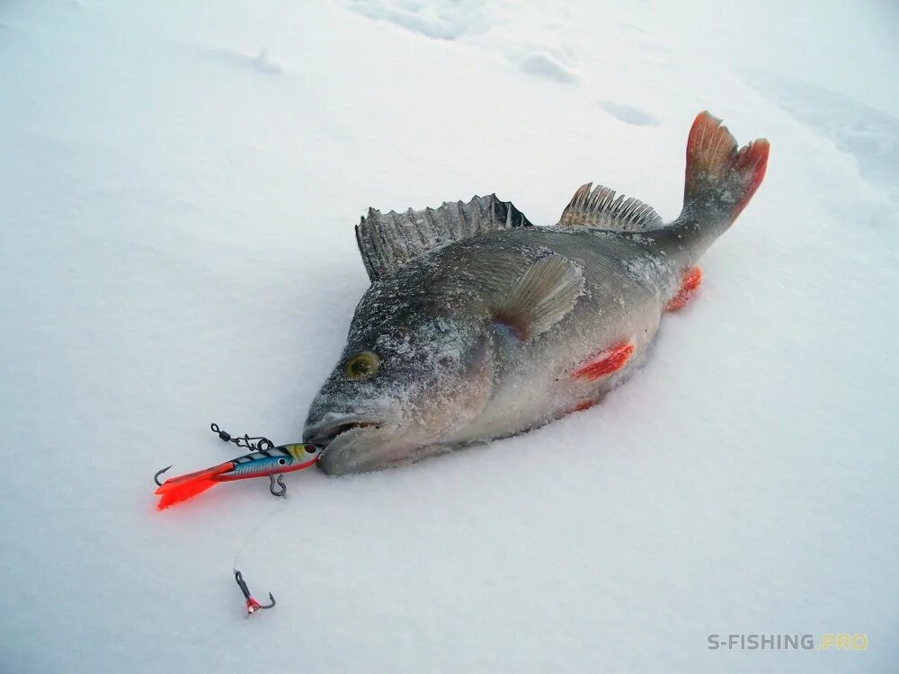 Уловистые балансиры на судака. Окунь на балансир зимой видео новинки. Шлакоб окунь. Окунь горбач зимой. Зимние балансиры на окуня.