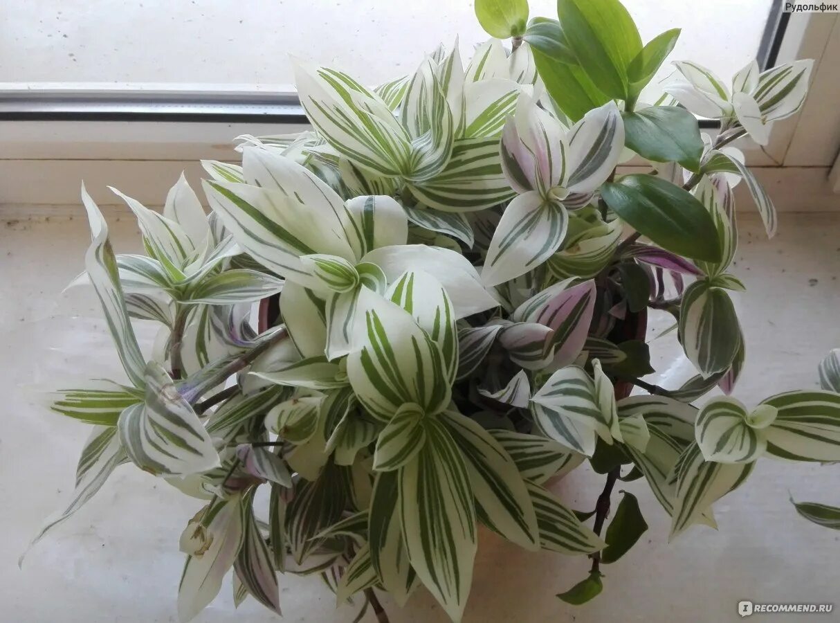 Традесканция альбифлора. Традесканция albiflora albovittata. Традесканция albovittata. Традесканция альбовитата. Традесканция зебрина белая.