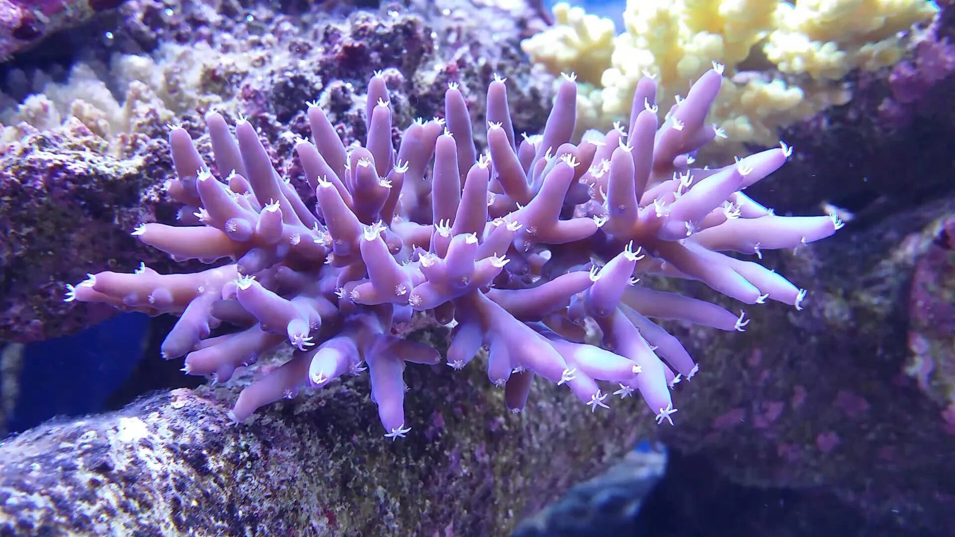 Коралловые полипы кишечнополостные. Коралловый барьерный риф. Как происходит развитие личинок кораллов. Коралловый палитра. Мшанка коралл.