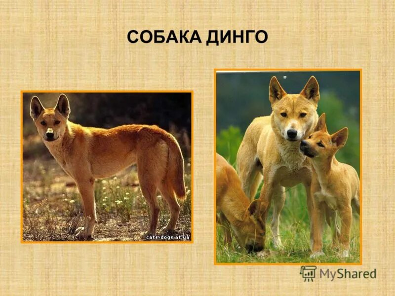 где обитает собака динго на каком материке. стая собак динго. где обитает собака динго на каком материке. животные австралии собаки динго интересные факты. собака динго место обитания.