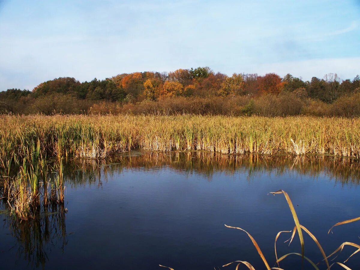 родное болото. старьковском болоте. в родном болоте. болота литвы. родное болото.