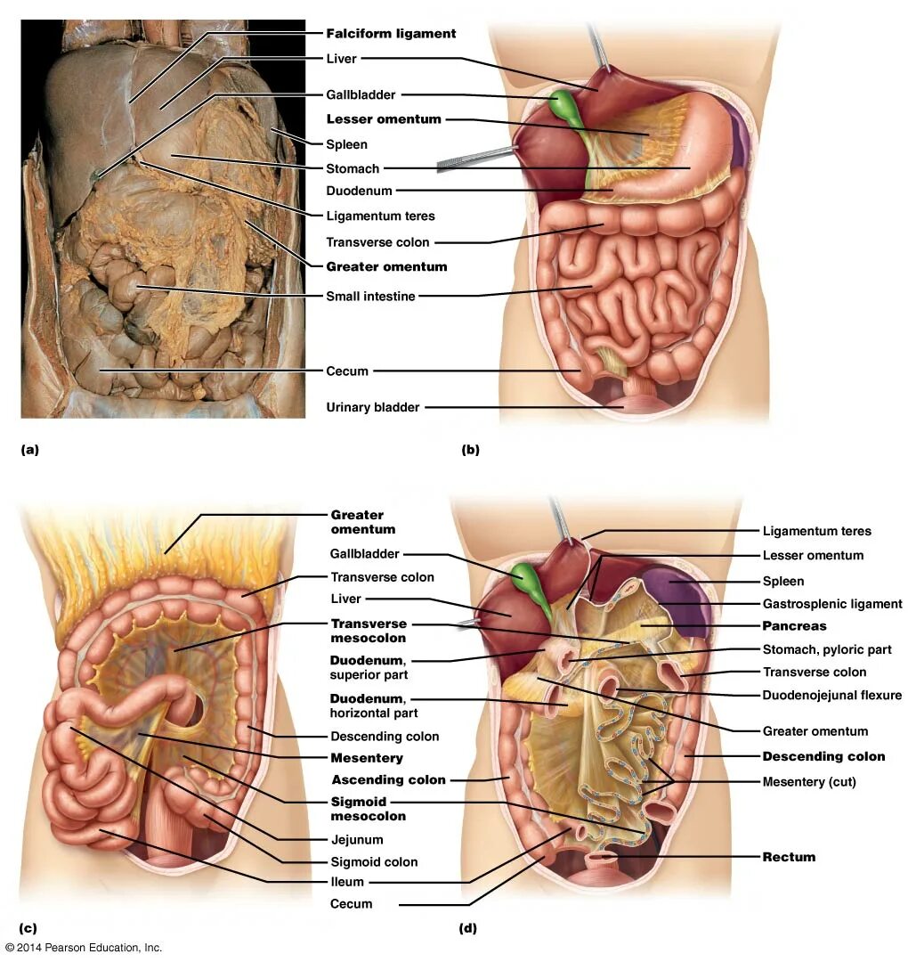 Расположение внутренних органов человека в брюшной. Органы брюшной полости человека. Расположение органов брюшной полости у женщин. Анатомия брюшной полости человека. Органы брюшной полости фото.