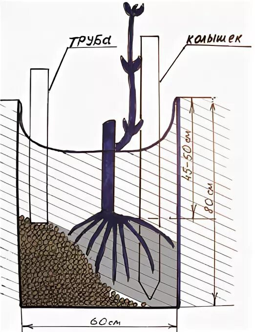 На какую глубину сажать виноград. Посадка винограда весной саженцами в открытый грунт. Посадка винограда весной саженцами. Как правильно посадить виноград. Схема посадки саженцев винограда.