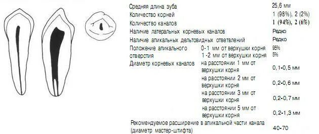 Каналы 17 зуба. 14 зуб корневые каналы. длина корневых каналов. количество каналов в зубах схема.