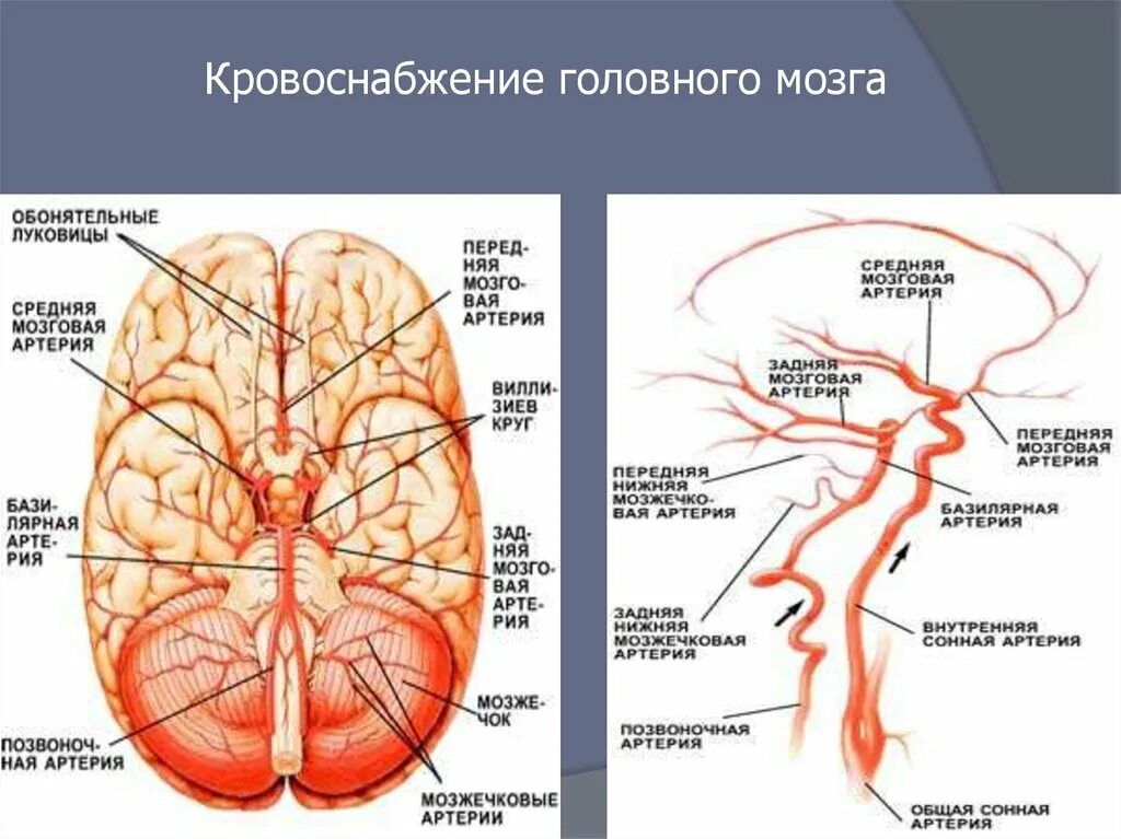 Артерии основания мозга. Сосуды основания мозга схема. Головной мозг кровоснабжают артерии. Артерии питающие головной мозг схема. Источник кровоснабжения передних отделов головного мозга.