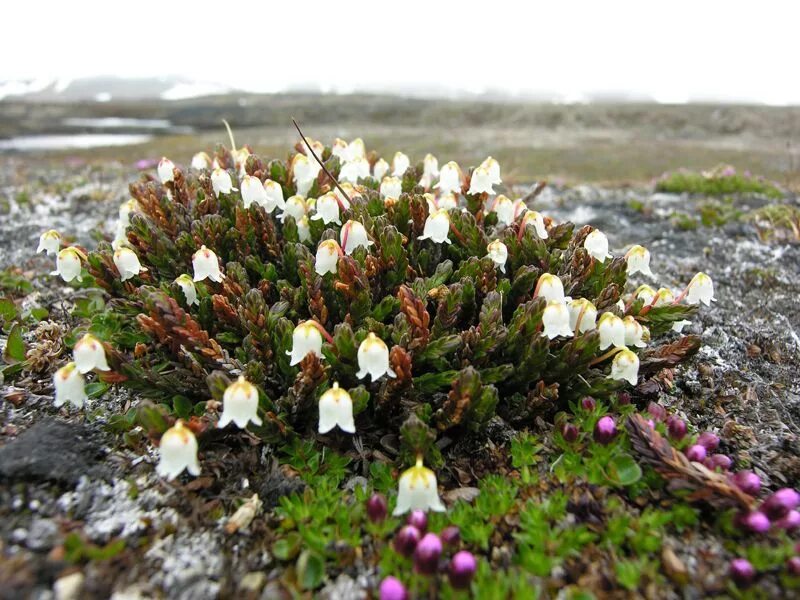 Plant north. Вереск в тундре. Арктическая Мохово-лишайниковая тундра. Воркутинская тундра. Растения. Кассиопея четырёхгранная.