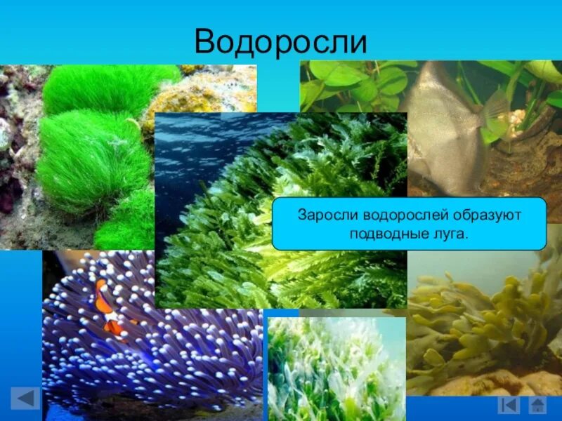 Водоросли на лугу. Заросли водорослей. Заросли ламинарии. Подводные Луга.