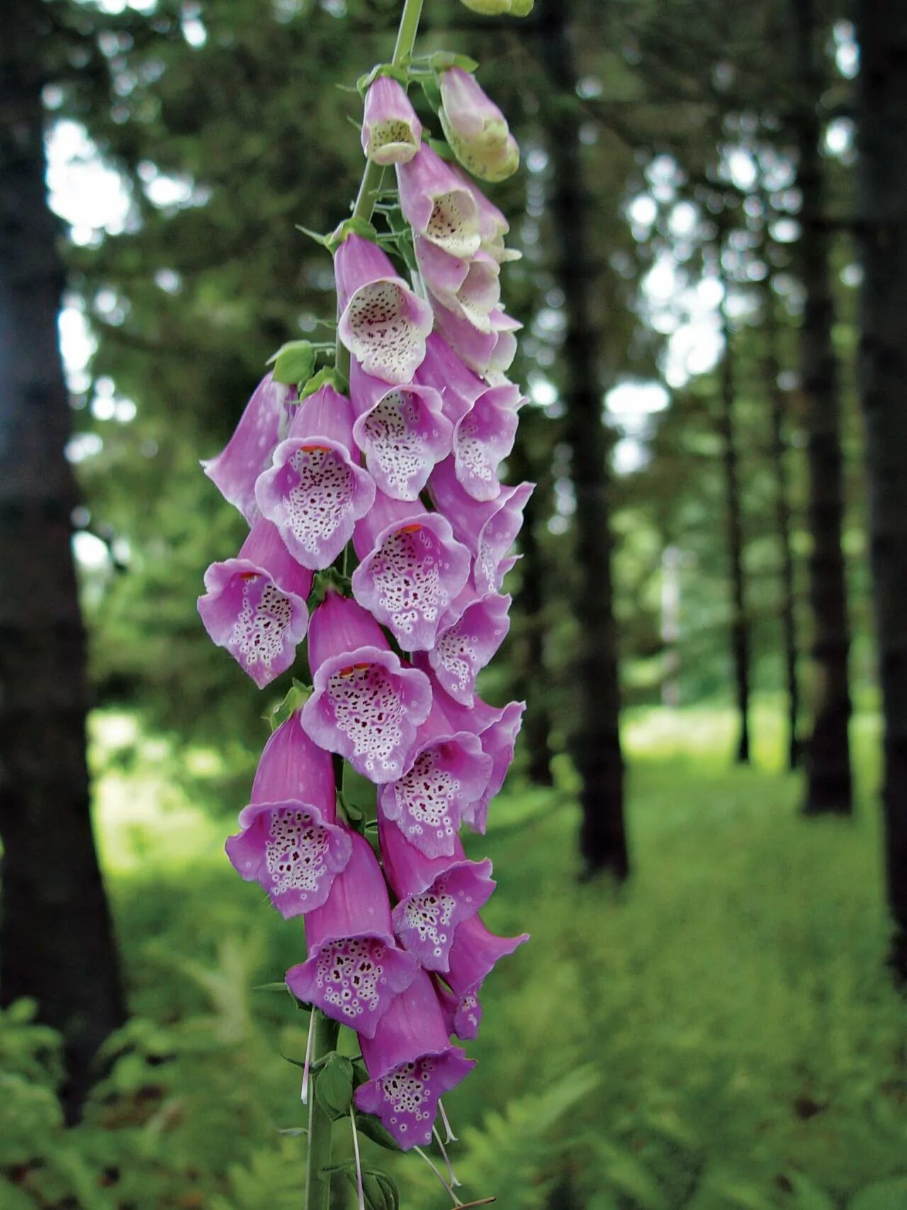 Foxglove. Наперстянка. Наперстянка синяя. Наперстянка голубая. Наперстянка дракон.