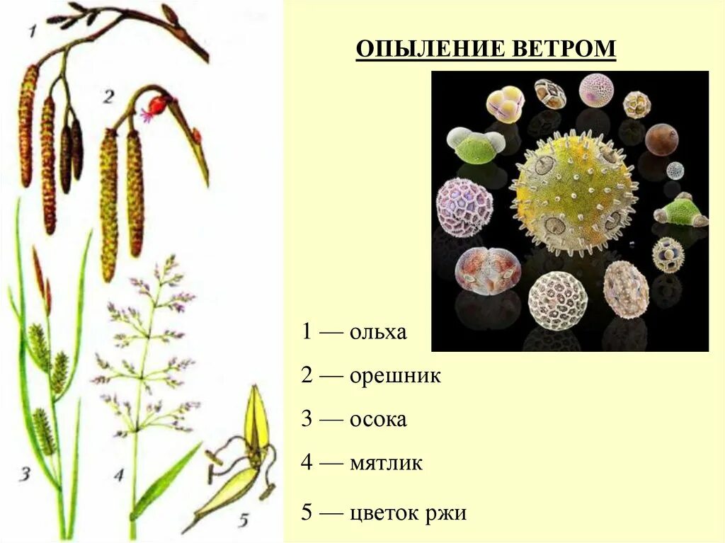 Какие приспособления у ветроопыляемых растений. Пыльца анемофильных растений. Пыльца ветроопыляемых растений. Раннецветущие растения опыляемые ветром. Опыление растений ветром.