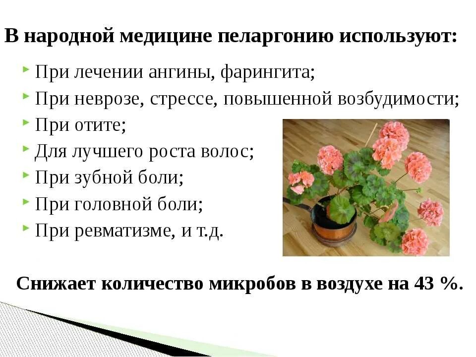 Лечебные комнатные растения герань. Герань в народной медицине. Герань полезные свойства. Чем полезен цветок герань. Листья герани лечение