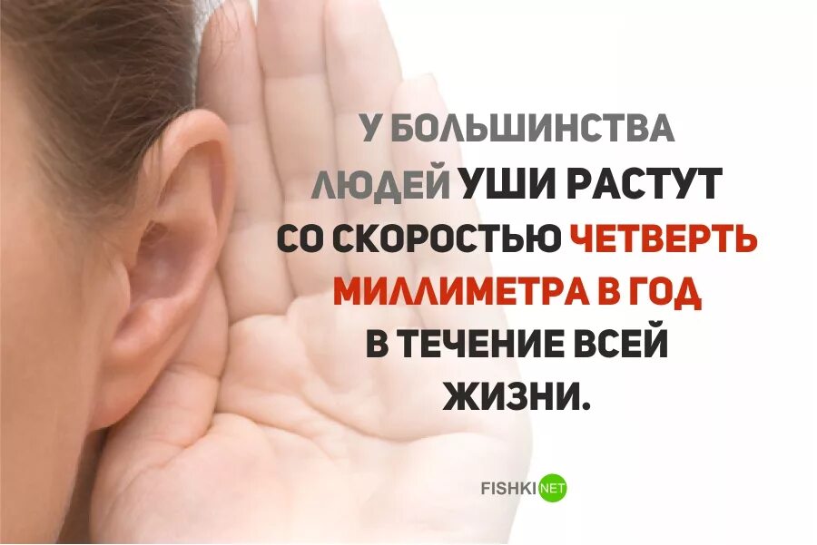 Уши человека растут всю жизнь. Правда что уши растут всю жизнь. Правда что уши растут всю жизнь. Правда что уши растут всю жизнь. Правда что уши растут всю жизнь.