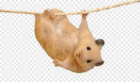 Картинки хомяка мем
