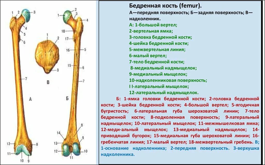 С какими костями соединяется бедренная кость. Межвертельный гребень бедренной кости. Бедренная кость вертельная ямка. Эпифиз бедренной кости коровы.